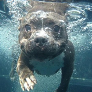 pit bull bath